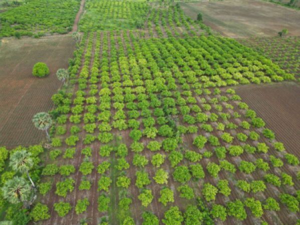 វីឌីដេអូឯកសាររបស់សហគមន៍ស្វាយចន្ទី ស្ទឹងត្រង់សែនជ័យ  និងសហគមន៍ចិញ្ចឹមមាន់បៃតងគោកស្រុក